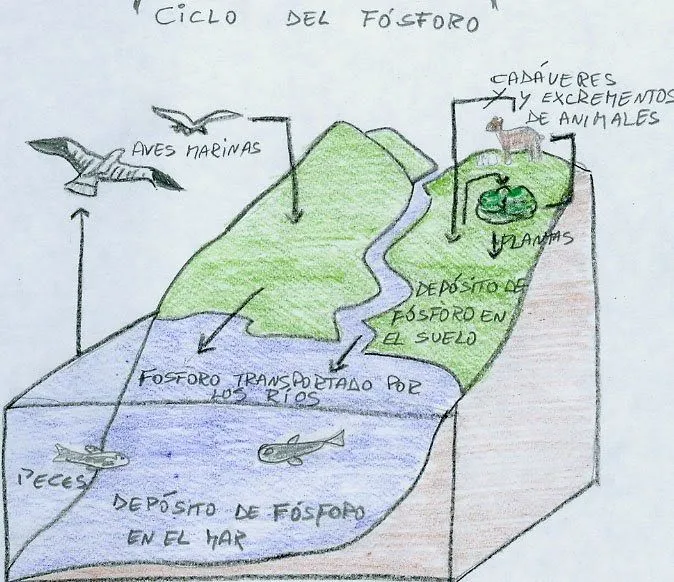 Ciclos de la naturaleza: Dibujo ciclo del fosforo Ciclos de la naturaleza: Dibujo ciclo del fosforo