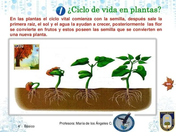 los-ciclos-de-vida-4-728.jpg? ...