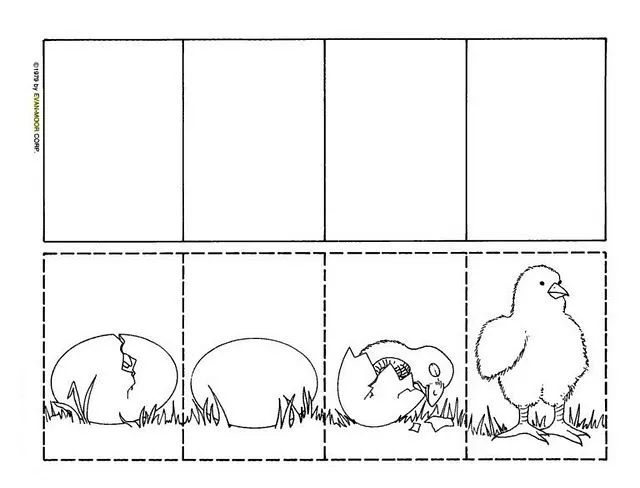 Ciclo de vida de un pollito para niños - Imagui