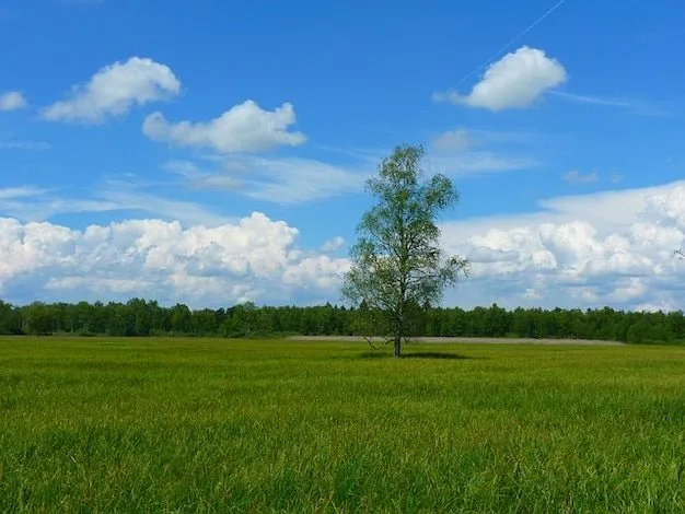 cielo paisaje prado resto árbol idilio nubes | Descargar Fotos gratis cielo paisaje prado resto árbol idilio nubes | Descargar Fotos gratis