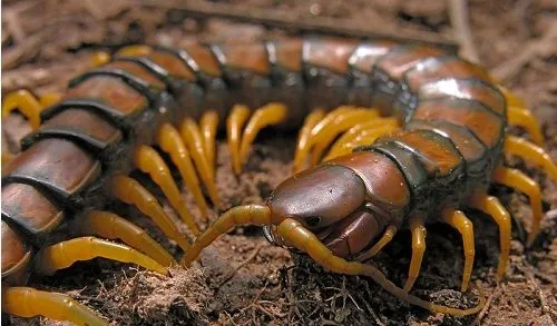 Ciempiés gigantes invaden cuatro sectores en Anaco Ciempiés gigantes invaden cuatro sectores en Anaco
