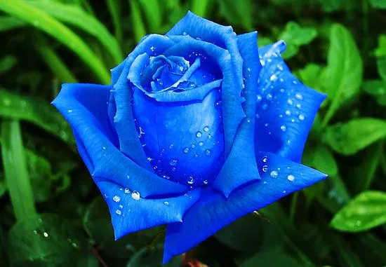 La Ciencia de Amara: Buscando la rosa azul