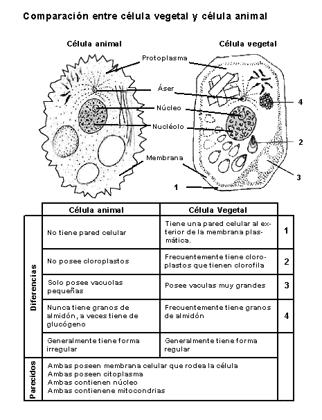 CIENCIA Y AMBIENTE 6º: LA CÉLULA