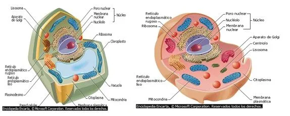 LA CIENCIA: LA CELULA Y SUS PARTES