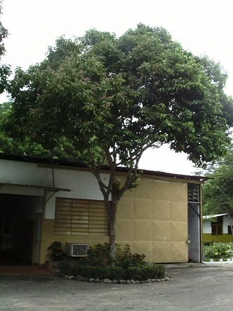 Ciencia Guayana: La sarrapia: Árbol emblemático del estado Bolívar Ciencia Guayana: La sarrapia: Árbol emblemático del estado Bolívar