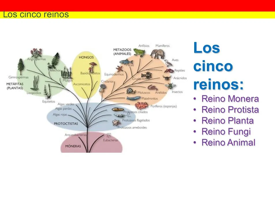 CIENCIA TECNOLOGÍA Y AMBIENTE: LOS CINCO REINOS CIENCIA TECNOLOGÍA Y AMBIENTE: LOS CINCO REINOS