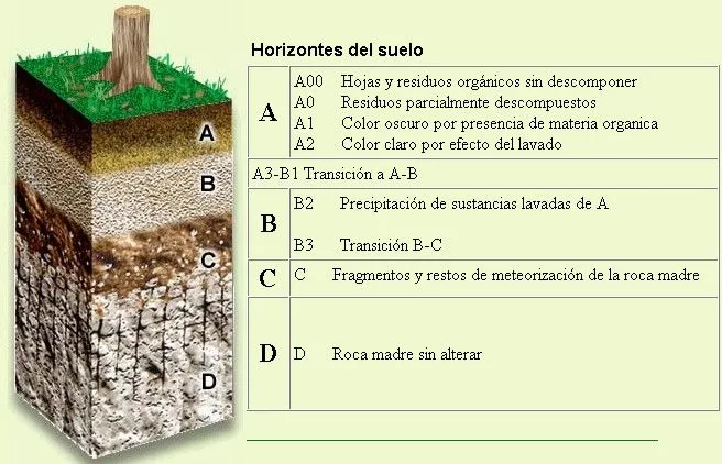 Ciencia de la Tierra: Los suelos.
