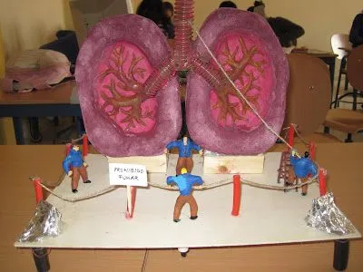 LA CIENCIA DE LA VIDA: MAQUETAS 2010: ÓRGANOS, APARATOS Y SISTEMAS