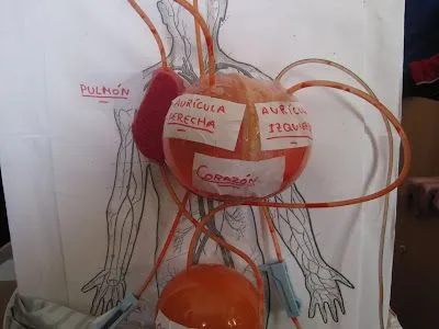 LA CIENCIA DE LA VIDA: MAQUETAS 2010: ÓRGANOS, APARATOS Y SISTEMAS LA CIENCIA DE LA VIDA: MAQUETAS 2010: ÓRGANOS, APARATOS Y SISTEMAS