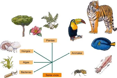 CIENCIA VIVA: LOS SERES VIVOS Y LAS RELACIONES CIENCIA VIVA: LOS SERES VIVOS Y LAS RELACIONES