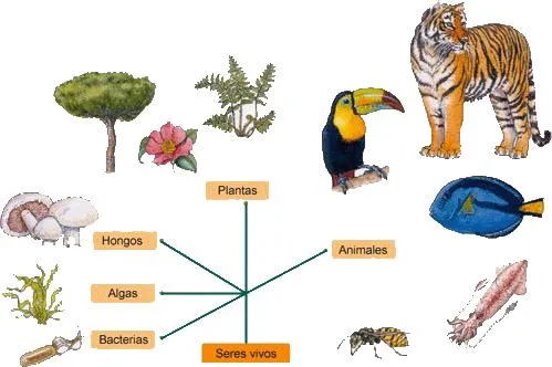 CIENCIA VIVA: LOS SERES VIVOS Y LAS RELACIONES
