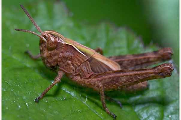 Cienciaes.com: Saltos, cantos, luz y olores de seis patas ...