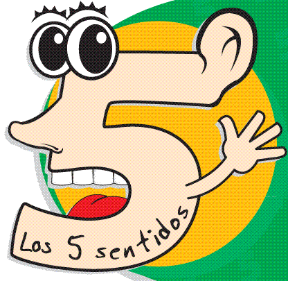 Ciencias 1º 8: LOS 5 SENTIDOS DEL CUERPO HUMANO Ciencias 1º 8: LOS 5 SENTIDOS DEL CUERPO HUMANO