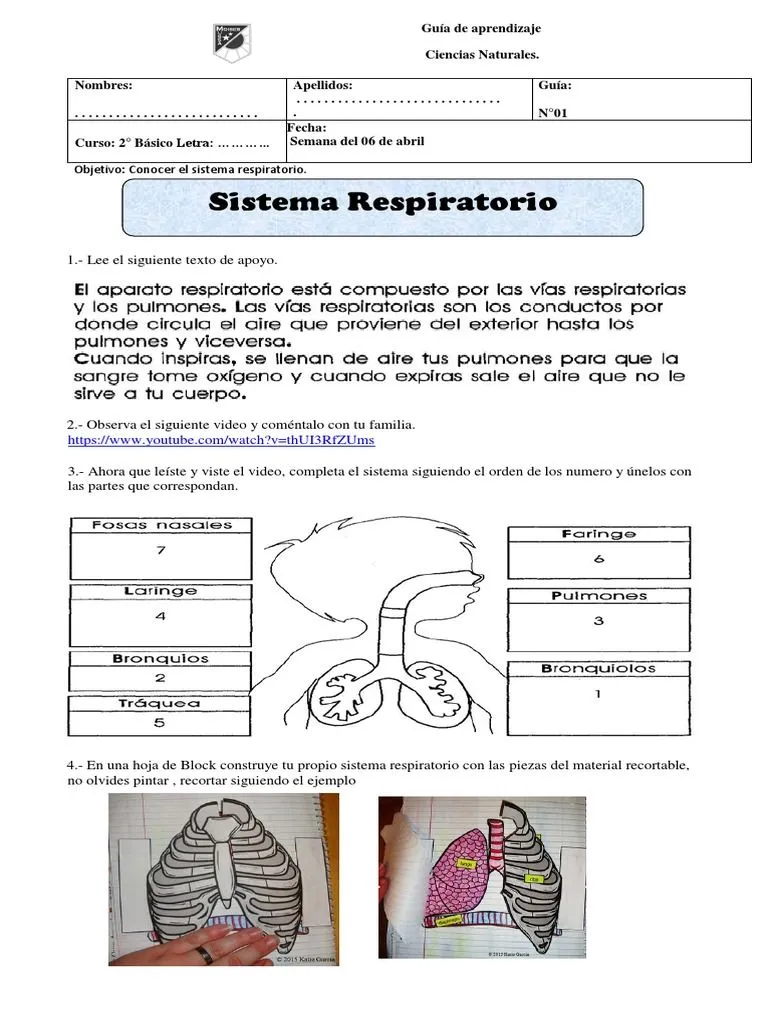 Ciencias 2basico Guia1 Semana4 | PDF | Pulmón | Sistema respiratorio Ciencias 2basico Guia1 Semana4 | PDF | Pulmón | Sistema respiratorio