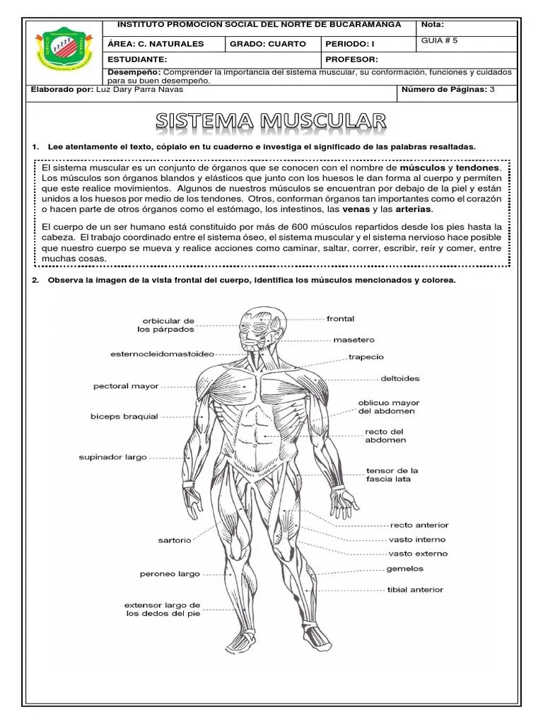 Ciencias 4-5 PDF | PDF | Músculo | Sistema musculoesquelético Ciencias 4-5 PDF | PDF | Músculo | Sistema musculoesquelético