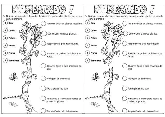 ciencias-agua-e-plantas-1-1- ...