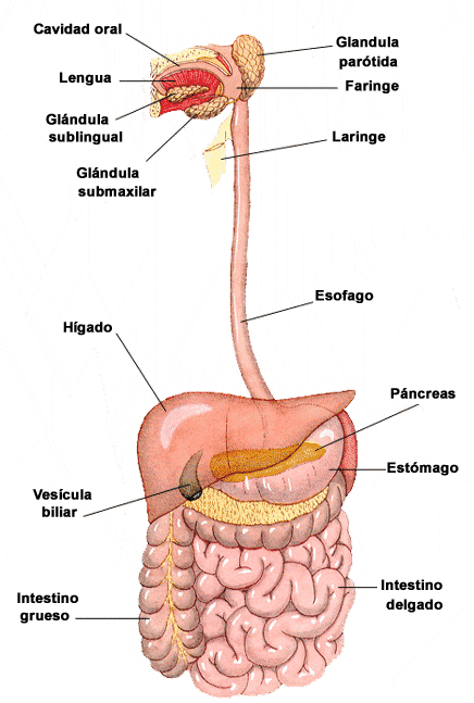 Ciencias I - Biología