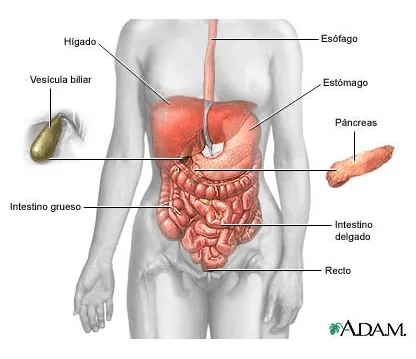 CIENCIAS BIOLOGICAS: ANATOMIA Y FISIOLOGIA DEL SISTEMA DIGESTIVO ... CIENCIAS BIOLOGICAS: ANATOMIA Y FISIOLOGIA DEL SISTEMA DIGESTIVO ...