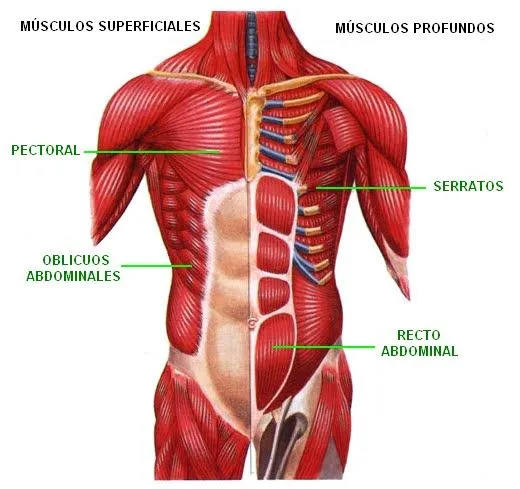 CIENCIAS BIOLOGICAS: ANATOMIA Y FISIOLOGIA DEL SISTEMA MUSCULAR