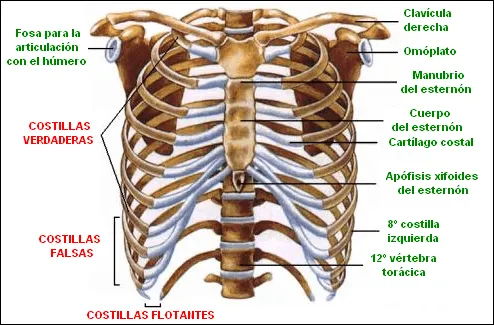 CIENCIAS BIOLOGICAS: ANATOMIA Y FISIOLOGIA DEL SISTEMA OSEO CIENCIAS BIOLOGICAS: ANATOMIA Y FISIOLOGIA DEL SISTEMA OSEO
