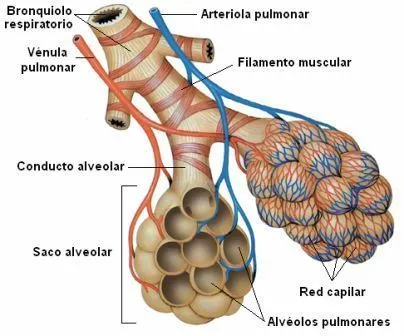 CIENCIAS BIOLOGICAS: ANATOMIA Y FISIOLOGIA DEL SISTEMA RESPIRATORIO