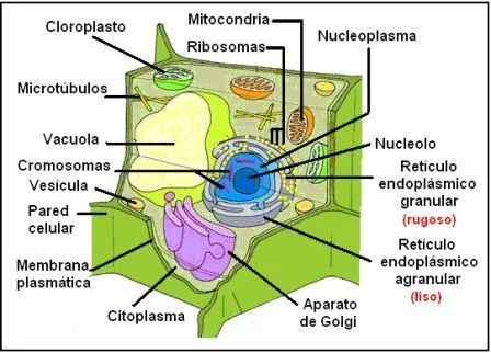 CIENCIAS BIOLOGICAS: CELULAS EUCARIOTAS