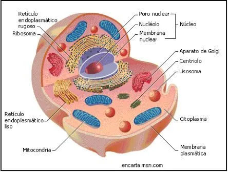 CIENCIAS BIOLOGICAS: CELULAS EUCARIOTAS