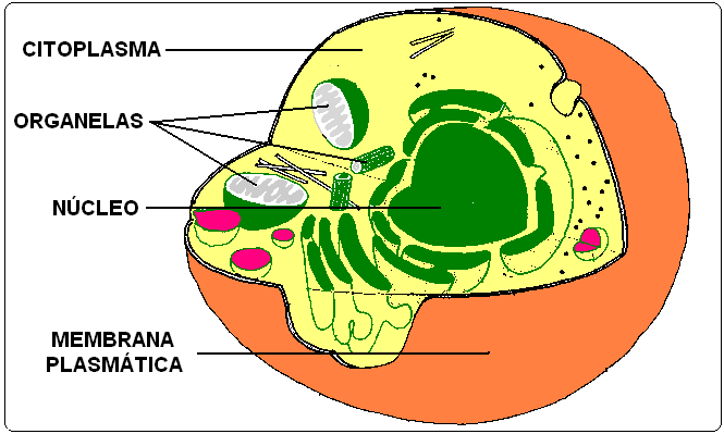 CIENCIAS BIOLOGICAS: CELULAS EUCARIOTAS