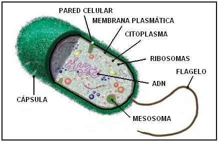 CIENCIAS BIOLOGICAS: CELULAS PROCARIOTAS