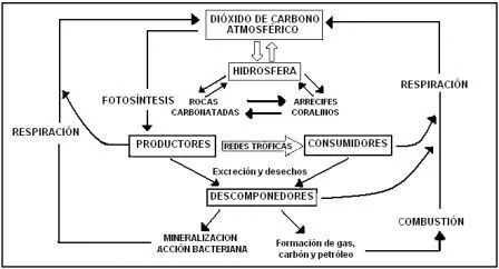 CIENCIAS BIOLOGICAS: LOS CICLOS BIOGEOQUIMICOS