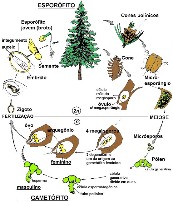 CIENCIAS BIOLOGICAS: ORIGEN Y ANCESTROS DE LAS ANGIOPERMAS Y ... CIENCIAS BIOLOGICAS: ORIGEN Y ANCESTROS DE LAS ANGIOPERMAS Y ...