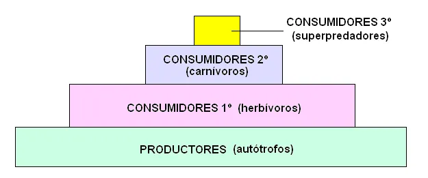 CIENCIAS BIOLOGICAS: PIRAMIDES TROFICAS