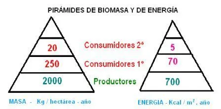 CIENCIAS BIOLOGICAS: PIRAMIDES TROFICAS