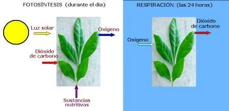 CIENCIAS BIOLOGICAS: RESPIRACION CELULAR