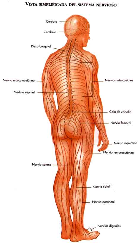 CIENCIAS BIOLOGICAS: SISTEMA NERVIOSO