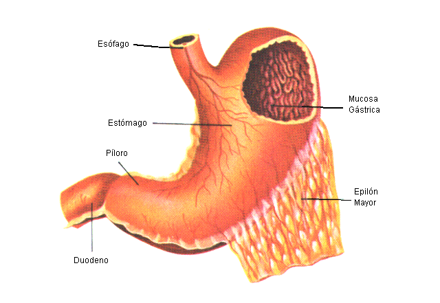 Ciencias Para Ni Os El Cuerpo Humano Los Organos Vitales Photos ... Ciencias Para Ni Os El Cuerpo Humano Los Organos Vitales Photos ...