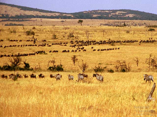 Ciencias de Joseleg: Bioma, Sabana