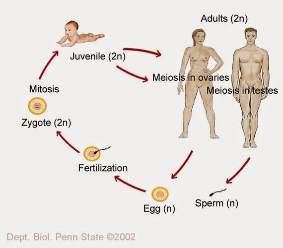 Ciencias de Joseleg: El ciclo de vida del hongo en comparación con ... Ciencias de Joseleg: El ciclo de vida del hongo en comparación con ...