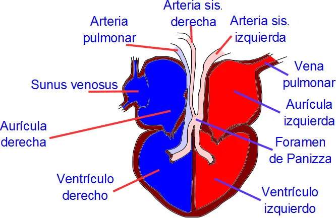 Ciencias de Joseleg: El corazón de los cocodrilianos