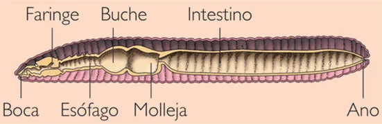 Ciencias de Joseleg: Digestión en los anélidos