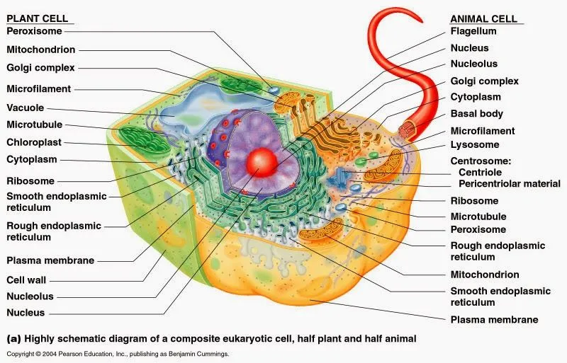 Ciencias de Joseleg: Introducción a las partes de la célula eucariota