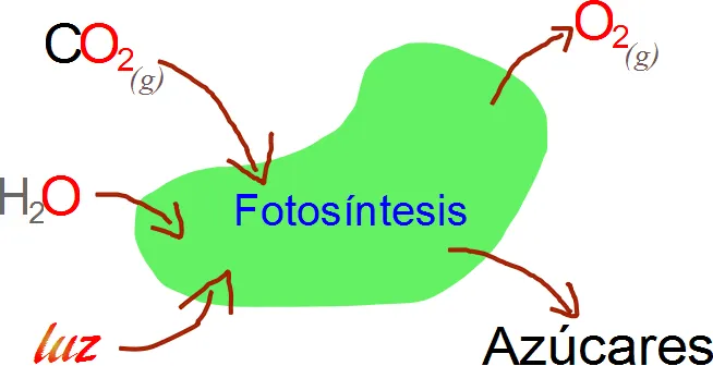 Ciencias de Joseleg: Introducción a la respiración organísmica en ...