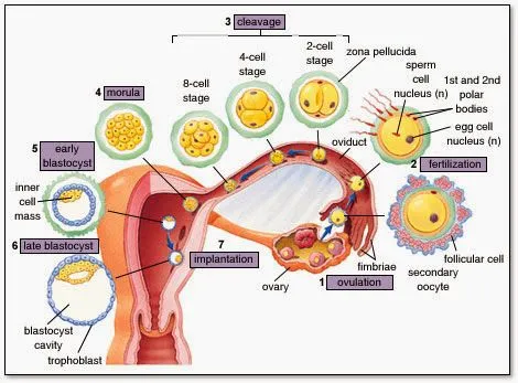 Ciencias de Joseleg: El viaje del embrión al útero Ciencias de Joseleg: El viaje del embrión al útero