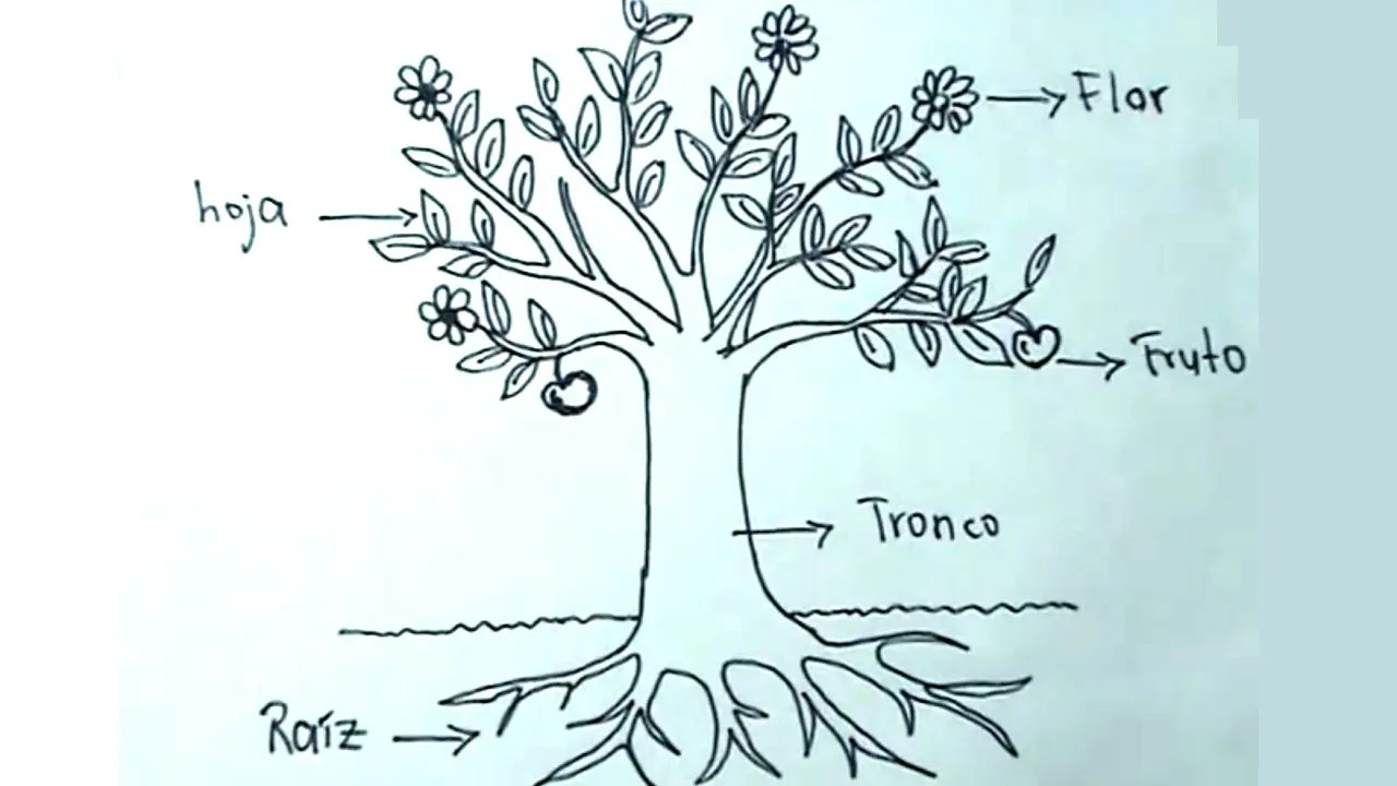 Ciencias Naturales 2/5 - Cómo dibujar una planta, árbol y sus partes - YouTube Ciencias Naturales 2/5 - Cómo dibujar una planta, árbol y sus partes - YouTube