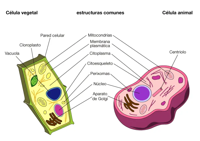 Ciencias Naturales 4to primaria: La célula y sus clasificaciones