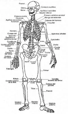 CIENCIAS NATURALES 7: EL ESQUELETO HUMANO
