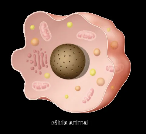 Ciencias Naturales: Actividad 10. Conozcamos la célula Ciencias Naturales: Actividad 10. Conozcamos la célula