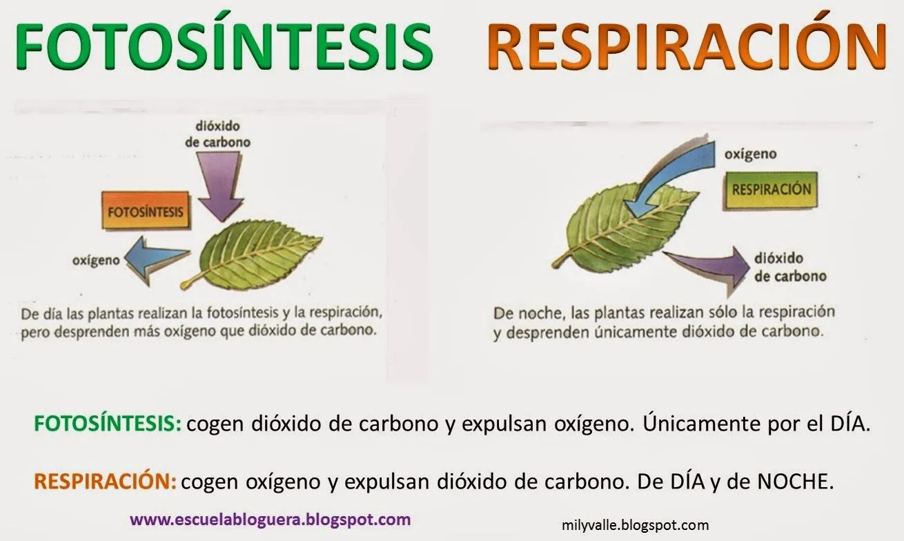 LAS CIENCIAS NATURALES DEL CSVV: LA NUTRICIÓN EN LOS VEGETALES LAS CIENCIAS NATURALES DEL CSVV: LA NUTRICIÓN EN LOS VEGETALES