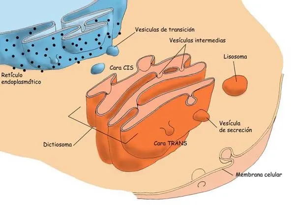 CIENCIAS NATURALES: May 2007 CIENCIAS NATURALES: May 2007