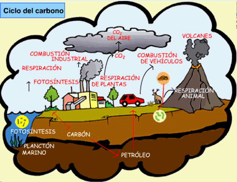 ciencias naturales y educación ambiental 8°: CICLOS BIOGEOQUIMICOS
